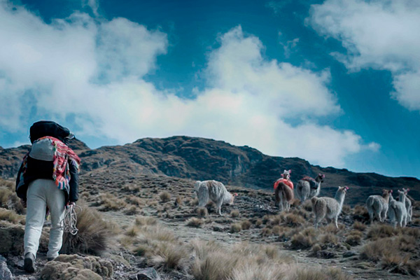 lares trek alpaca tour